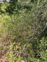 Psydrax fragrantissima