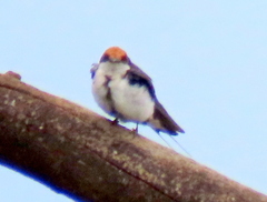 Hirundo smithii smithii