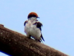 Hirundo smithii smithii