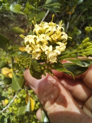 Psydrax fragrantissima