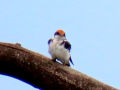Hirundo smithii smithii