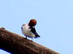 Hirundo smithii smithii