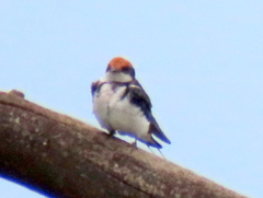 Hirundo smithii smithii