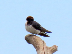 Hirundo smithii smithii