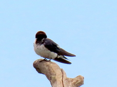 Hirundo smithii smithii