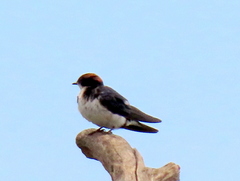Hirundo smithii smithii