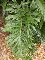 Thaumatophyllum bipinnatifidum image