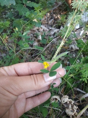 Argyrolobium biebersteinii