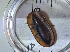 Cossyphus hoffmannseggi