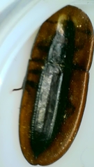 Cossyphus hoffmannseggi