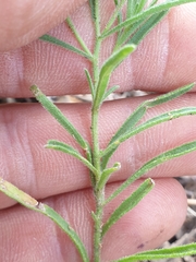 Felicia mossamedensis