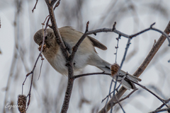 Carpodacus sibiricus