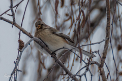 Carpodacus sibiricus