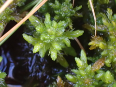 Sphagnum inundatum