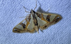 Glyphodes sycina