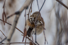 Carpodacus sibiricus
