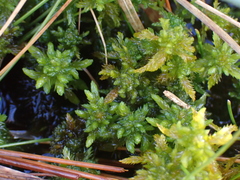 Sphagnum inundatum