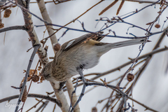 Carpodacus sibiricus