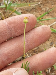 Felicia mossamedensis