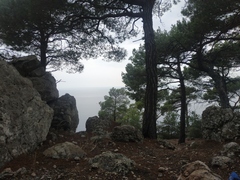 Pinus brutia pityusa