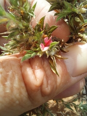 Indigofera inhambanensis