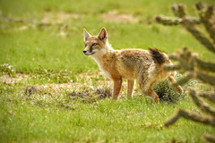 Vulpes velox