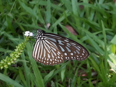 Ideopsis vulgaris macrina
