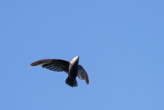 Chaetura meridionalis
