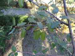 Osteomeles schwerinae