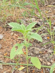 Leucas sexdentata