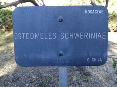 Osteomeles schwerinae