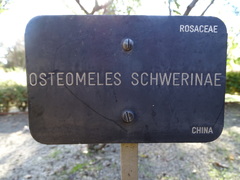 Osteomeles schwerinae