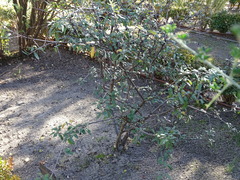 Osteomeles schwerinae