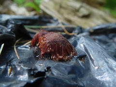 Stemonitis flavogenita