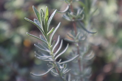 Lavandula stoechas