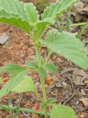 Leucas sexdentata