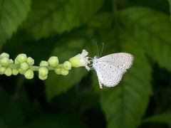Zizula hylax pygmaea