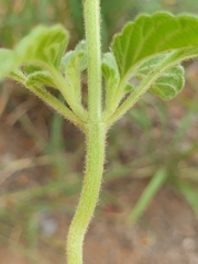 Leucas sexdentata