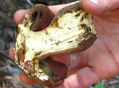Rubroboletus