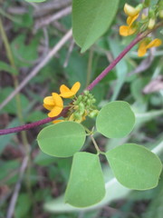 Poiretia punctata image