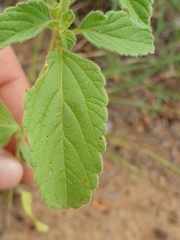 Leucas sexdentata