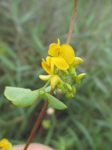 Poiretia punctata image