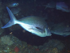 Nemadactylus douglasii