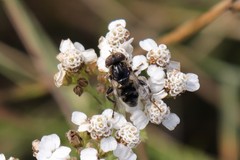 Eristalinus sepulchralis