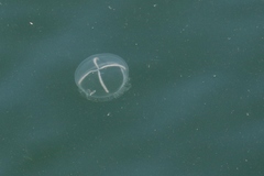 Staurostoma mertensii