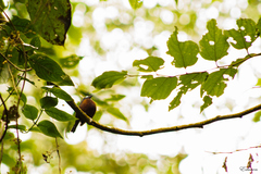 Ochthoeca cinnamomeiventris