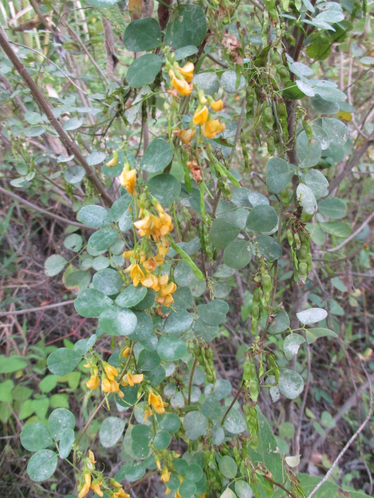 Poiretia punctata image