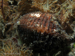 Noetia ponderosa