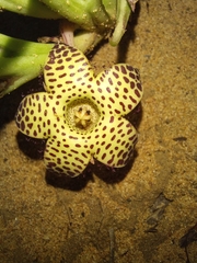 Orbea longidens