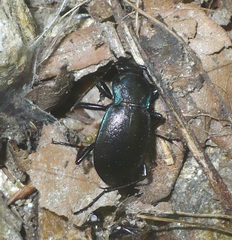 Carabus monticola